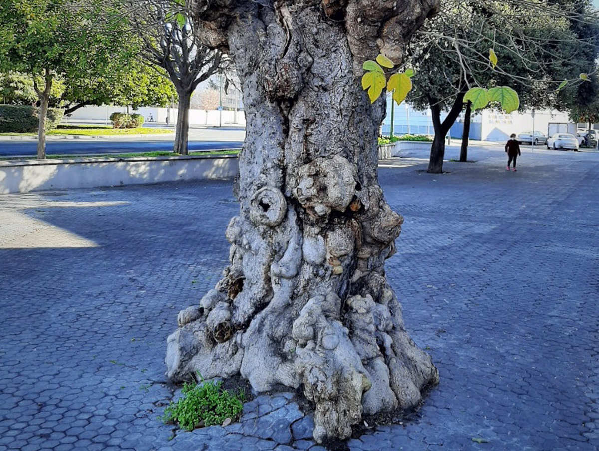Un árbol centenario localizado en una acera de Sevilla.