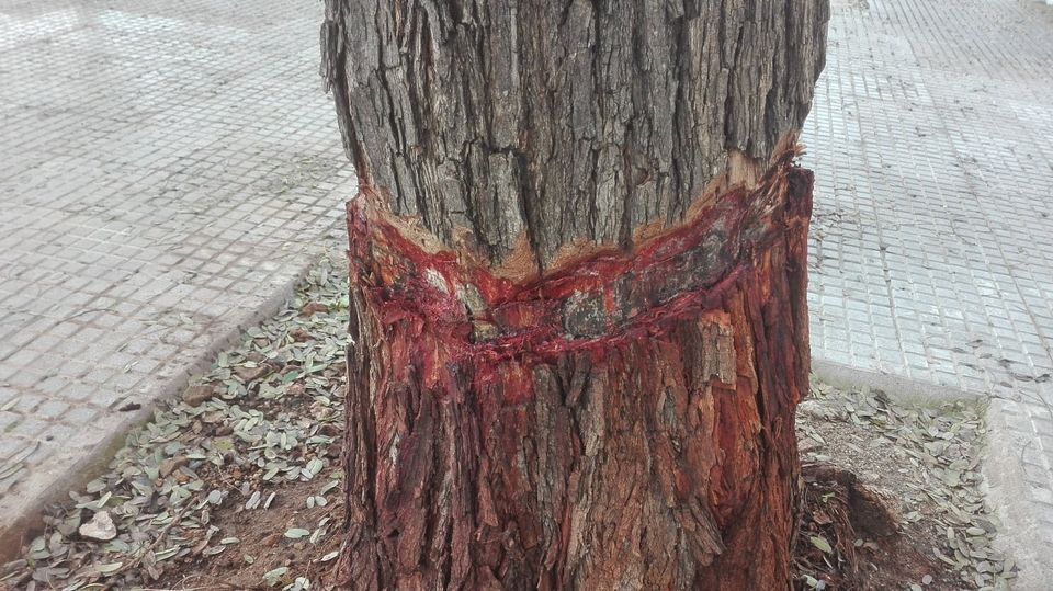 Estado en el que quedó el árbol en la Ronda Este de Jerez. FOTO: Ecologistas en Acción