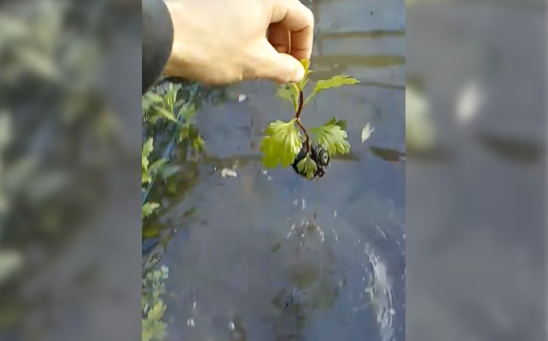 Un agricultor de la flor cortada enseña uno de los ejemplares, que han sido arrastrados por el agua.