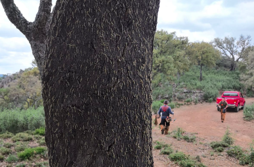 Miles de orugas, en uno de los alcornoques del Parque Natural.