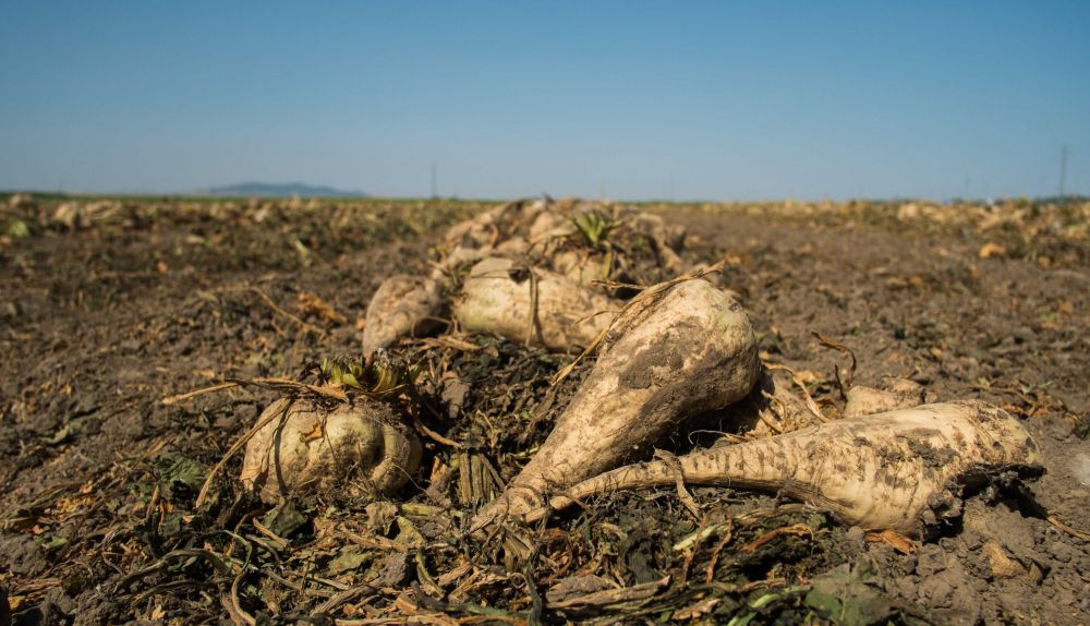 Una remolacha en el campo, en una imagen de archivo.