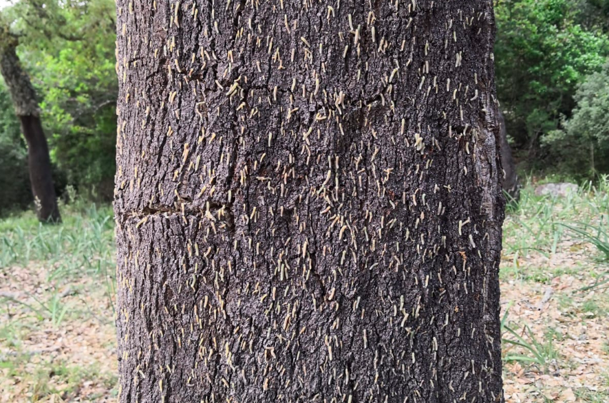 Un alcornoque, afectado por la plaga. 