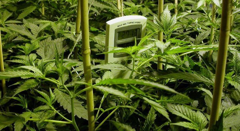 Hay empresas que contactan con agricultores almerienses para cultivar cannabis en invernaderos.