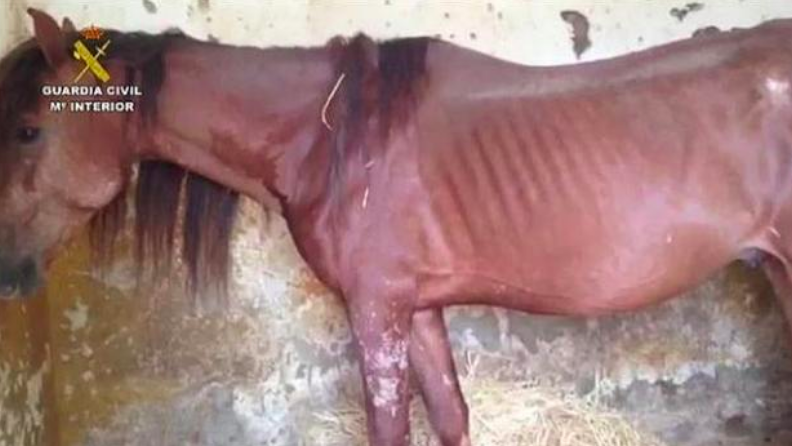 Uno de los caballos de Gil Silgado, en los huesos, el día que fueron rescatados por la Guardia Civil.