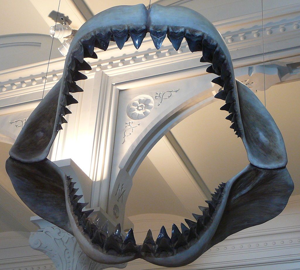 Recreación de la mandíbula del tiburón Megalodón. FOTO: Wikimedia