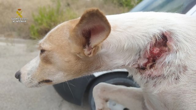 Uno de los perros de caza recuperados por la Guardia Civil.