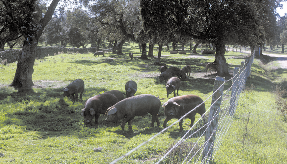 Cerdos ibéricos en montanera en la comarca de Los Pedroches.