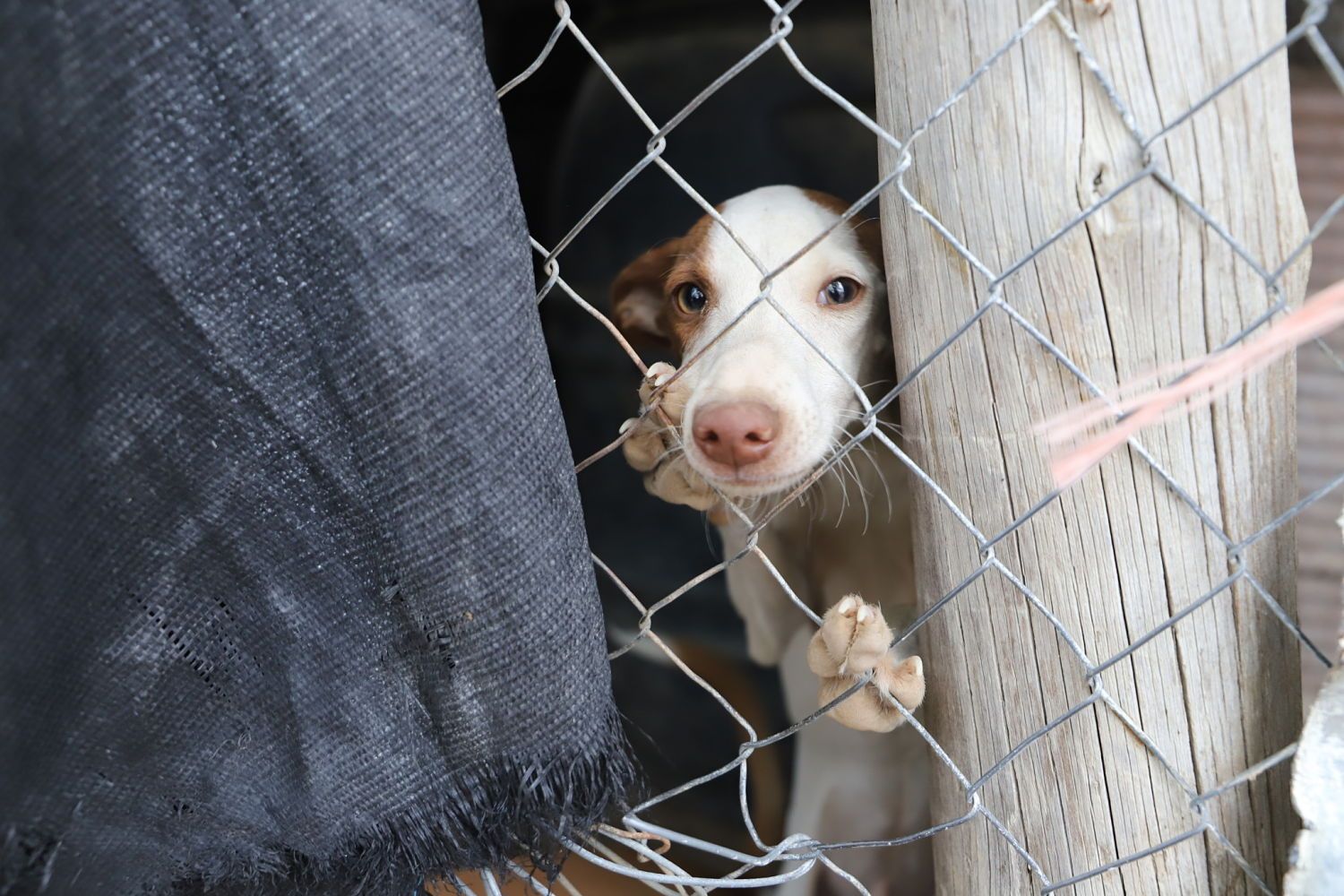 Un perro encerrado en una imagen de archivo, un caso de maltrato animal en El Puerto.