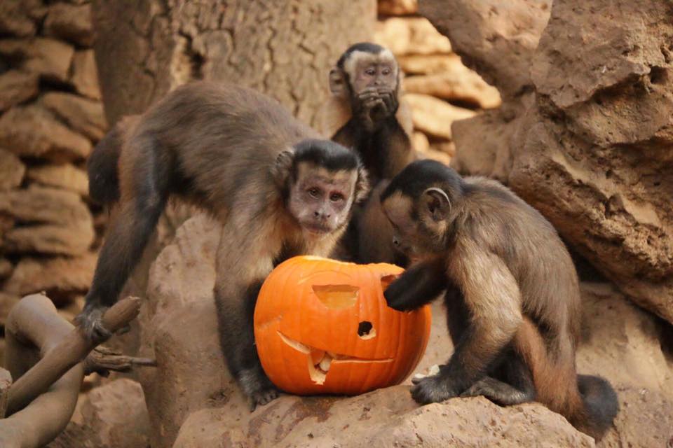 Unos monos comen una calabaza en el Zoo de Castellar.