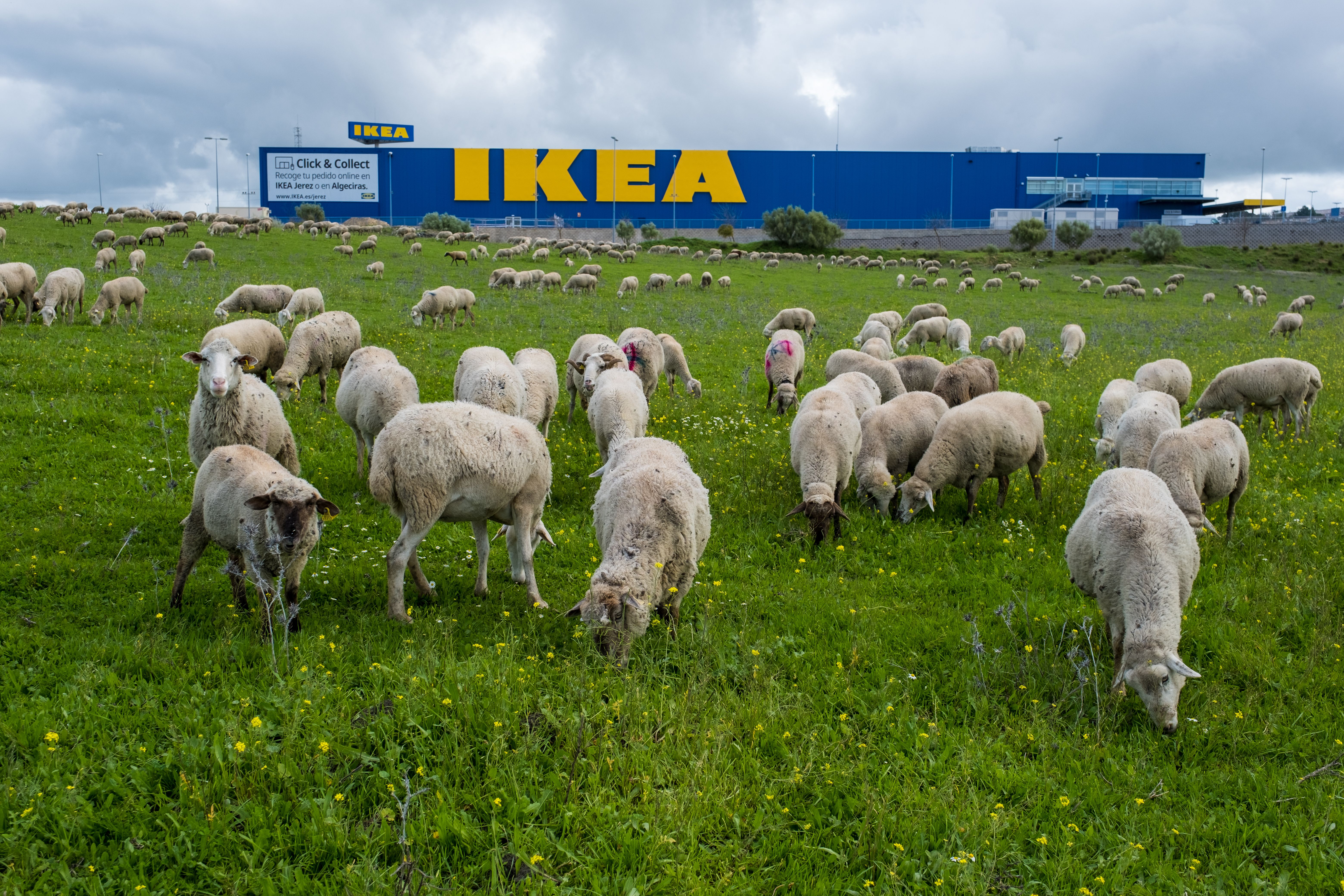 Un rebaño de ovejas pasta en la parte trasera de la tienda de Ikea en Jerez, en una imagen de archivo.