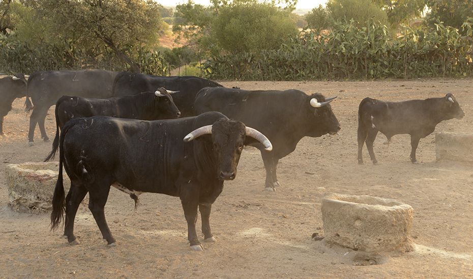 Toros bravos en Andalucía, en una imagen de archivo.