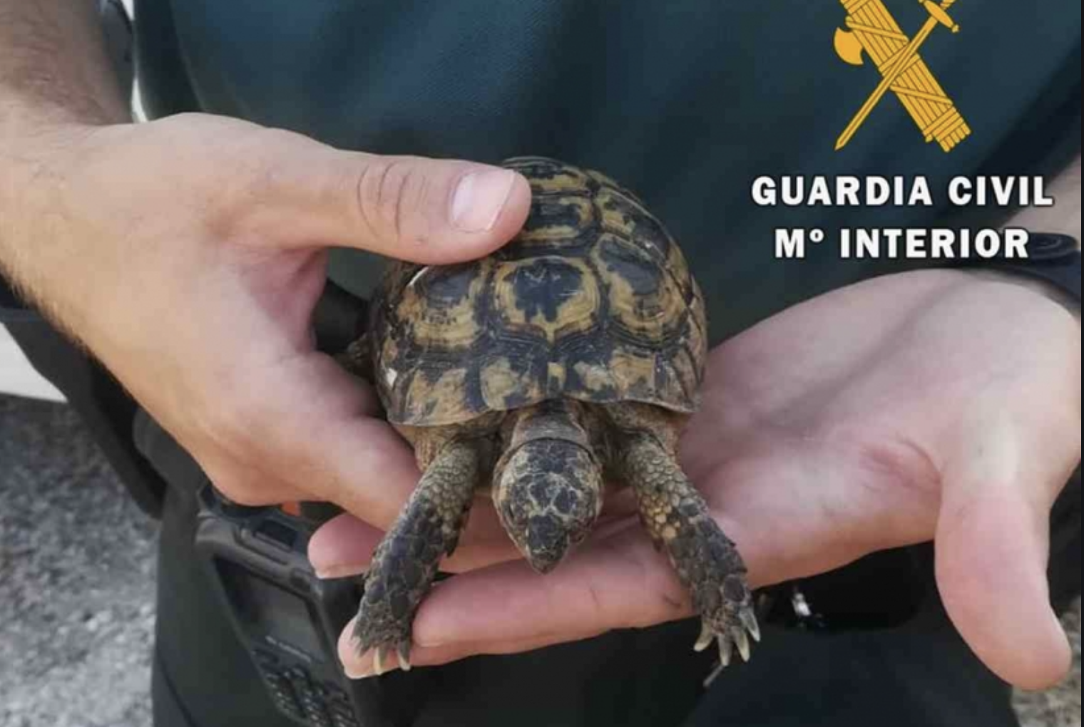 Mueren miles de tortugas moras en un centro de la Junta que debía recuperar a esta especie en extinción. En la imagen, una tortuga mora rescatada por la Guardia Civil, en una imagen de archivo.