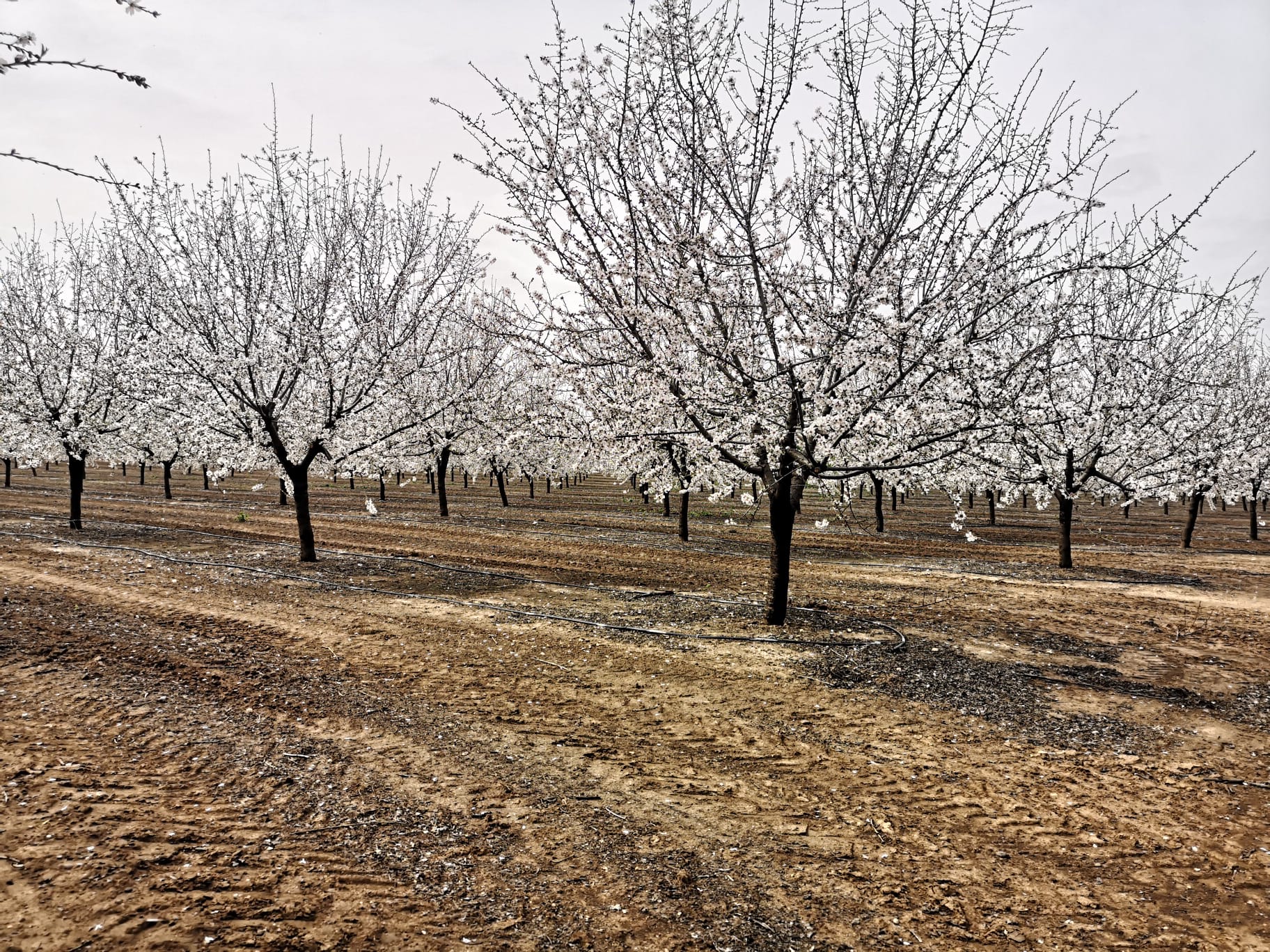 Almendros en flor.