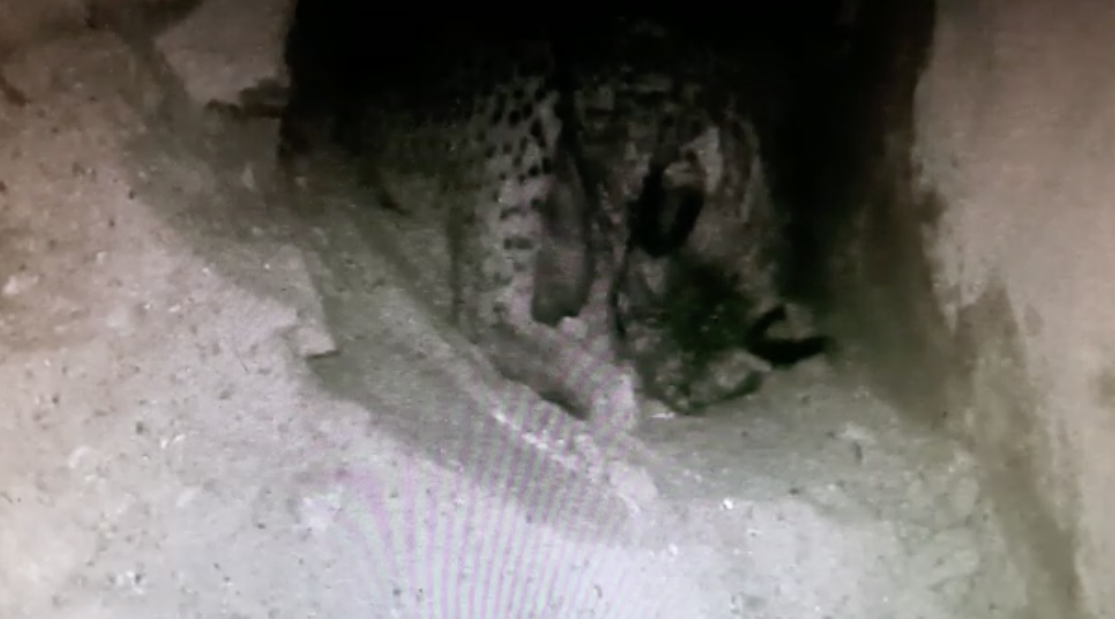 El lince ibérico nacido en el Zoobotánico de Jerez.