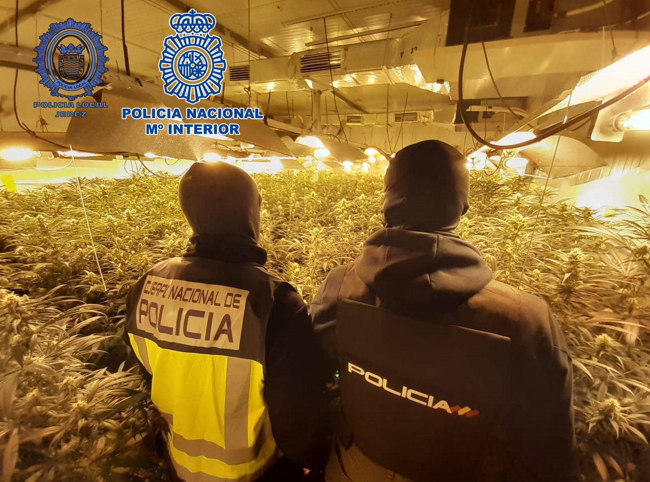 Imagen de una de las plantaciones descubiertas por la Policía en Jerez y Jédula.