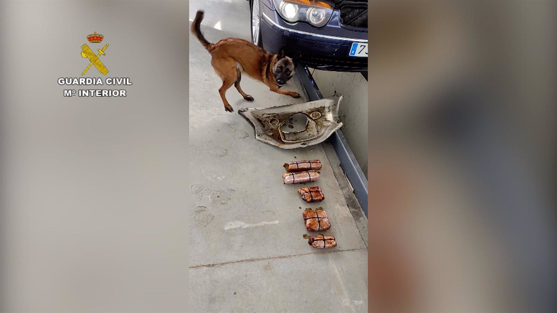 El perro detector de drogas en Huelva.