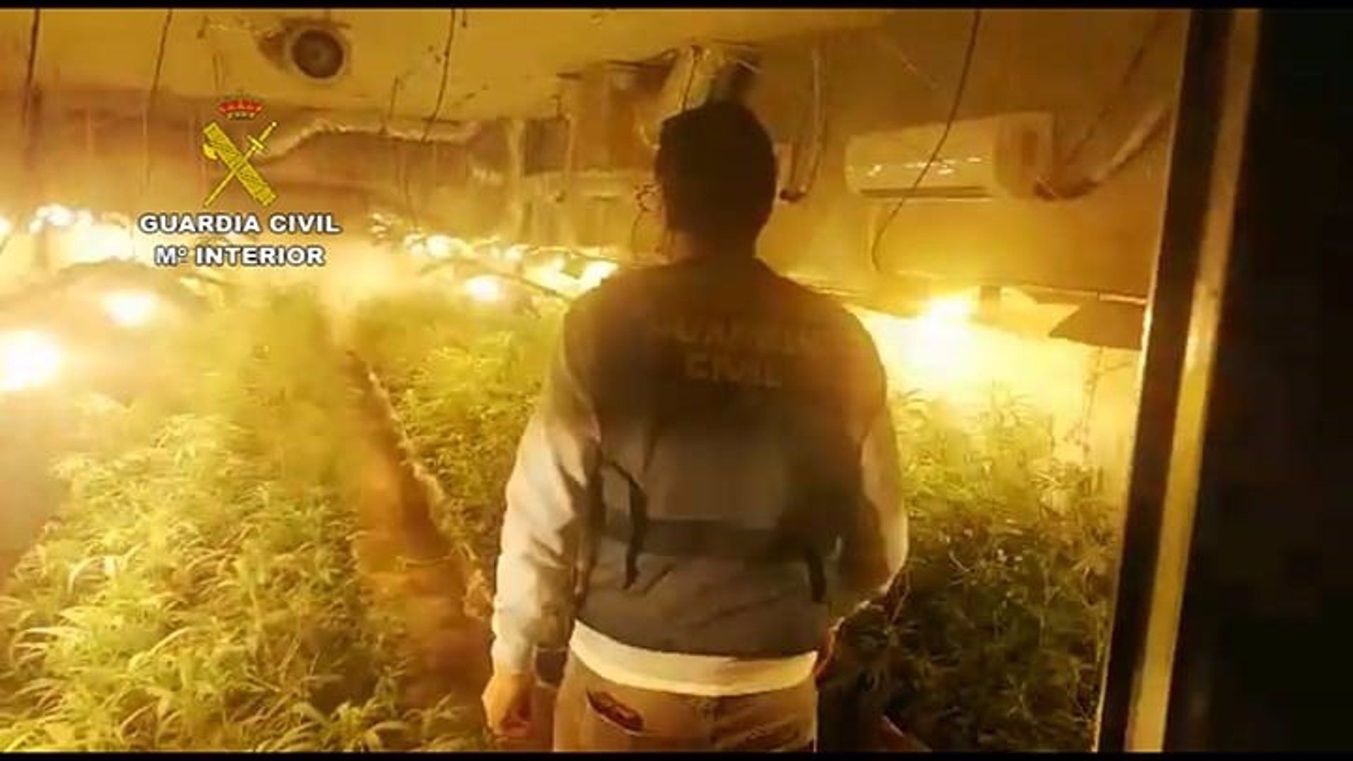 Una banda de narcos sanluqueños cultivaba marihuana en una nave del polígono industrial El Portal.