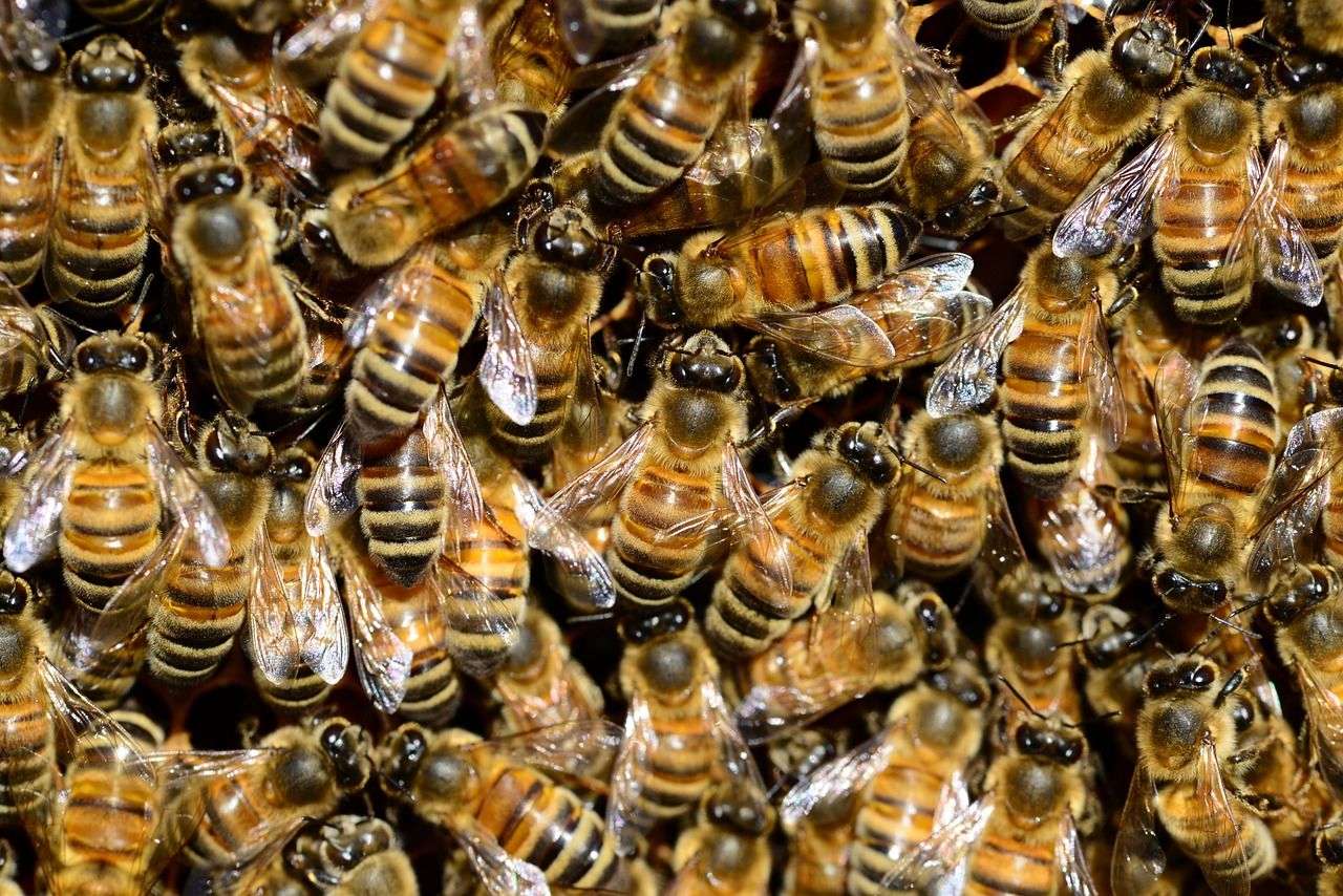 Un panal de abejas.