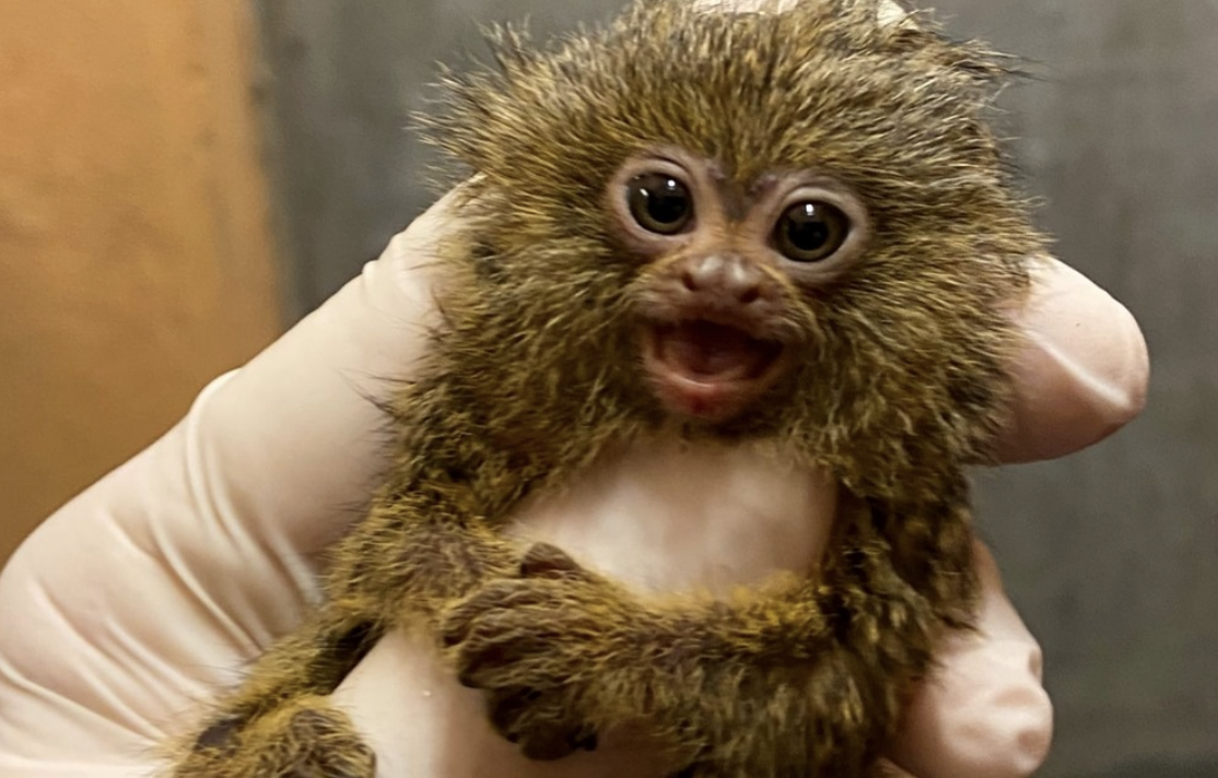 Una de las últimas crías de tití pigmeo nacidas en el Zoo de Jerez.