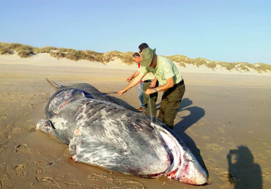 El ejemplar de tiburón, aparecido muerto en Doñana. FOTO: ESPACIO NATURAL DE DOÑANA