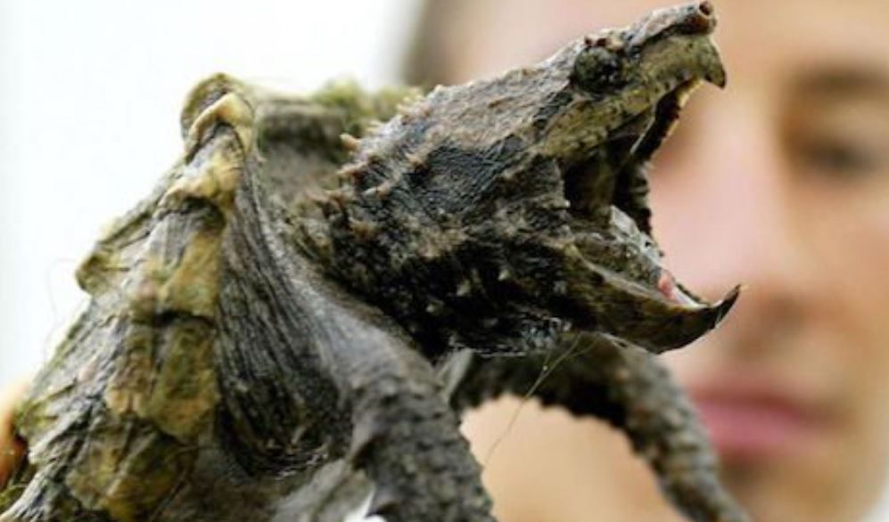 Tortuga mordedora potencialmente peligrosa.   WIKIFAUNIA