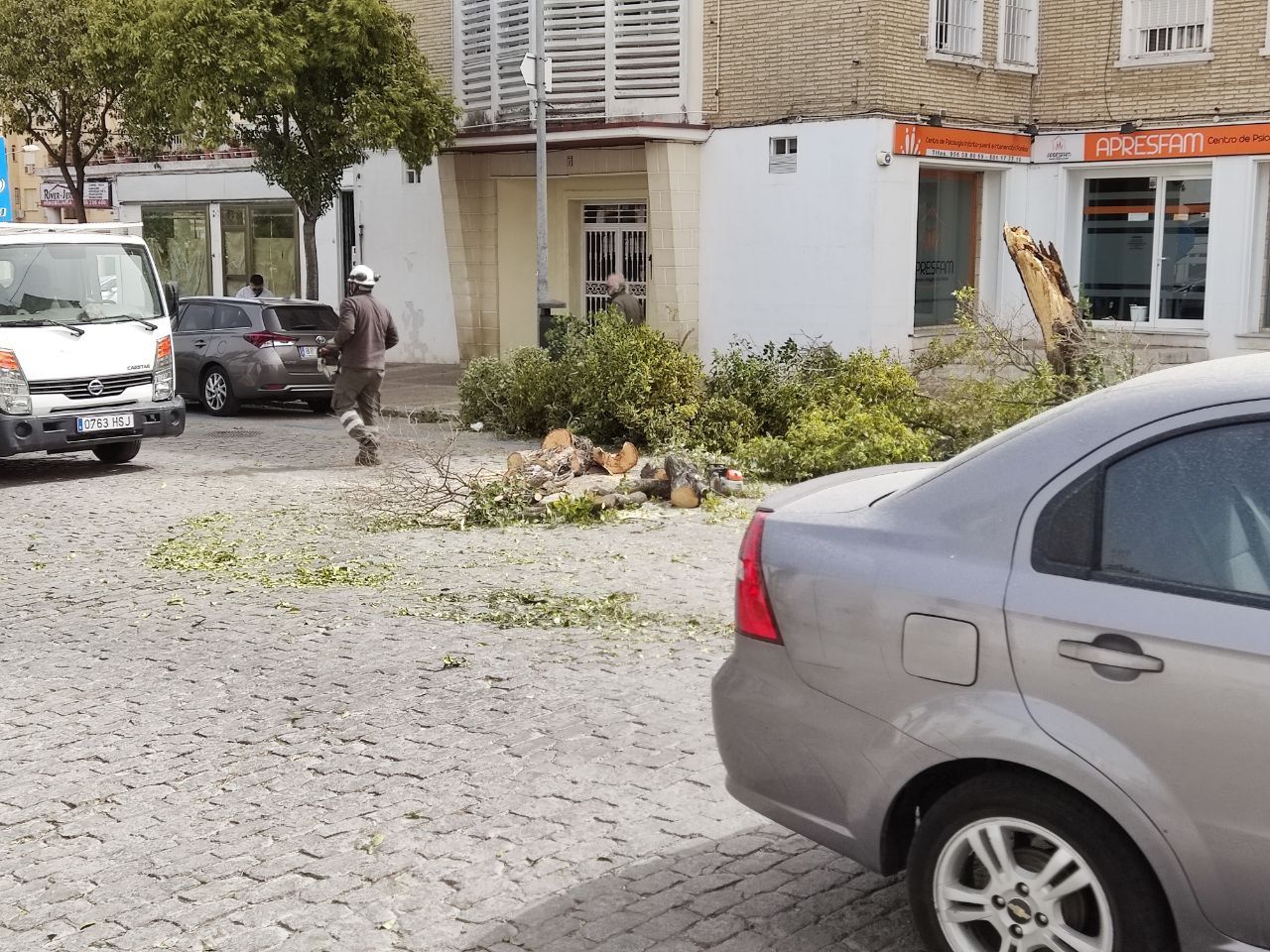 Árbol destrozado por el viento en Jerez.