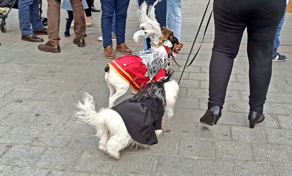 Los animales 'disfrazados' de Semana Santa.