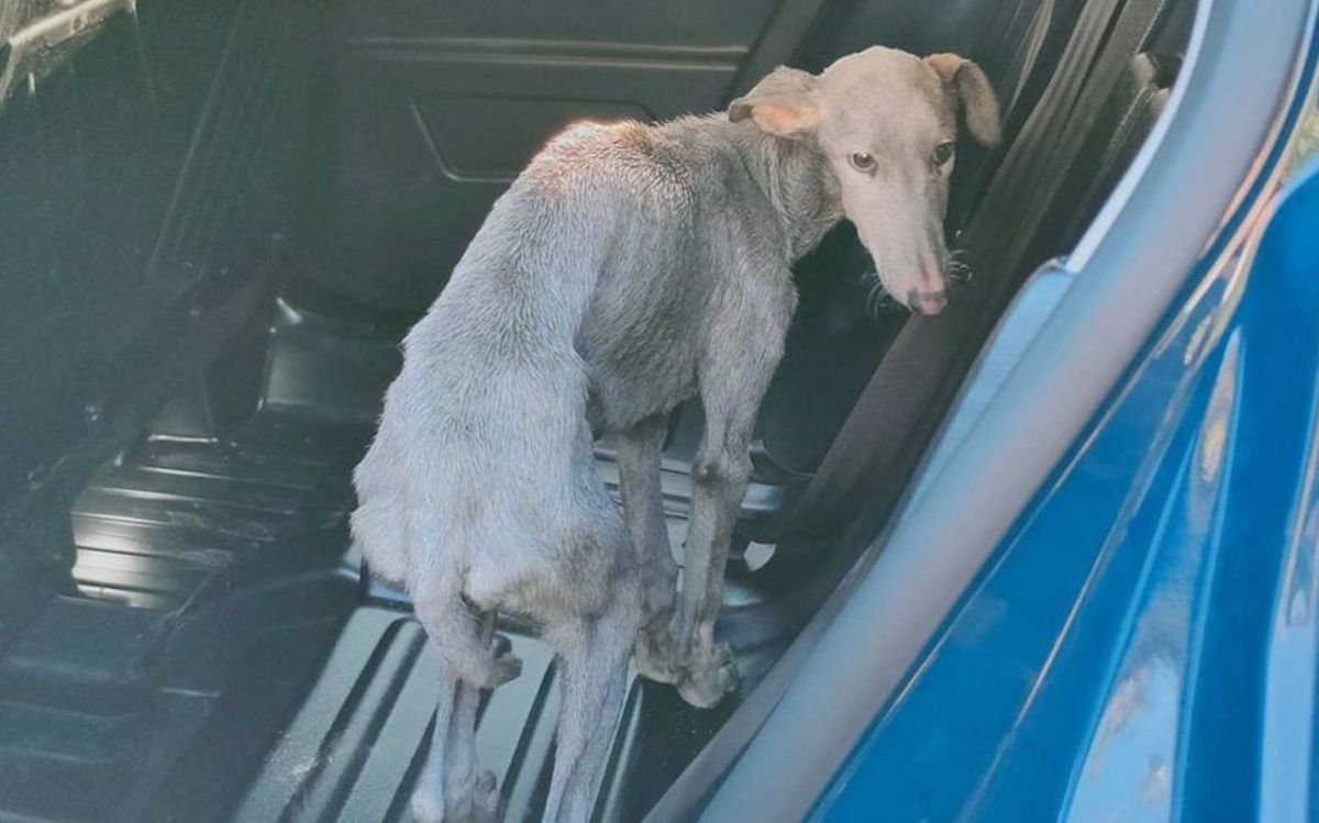 Cinco perros sufren maltrato animal en Sevilla.