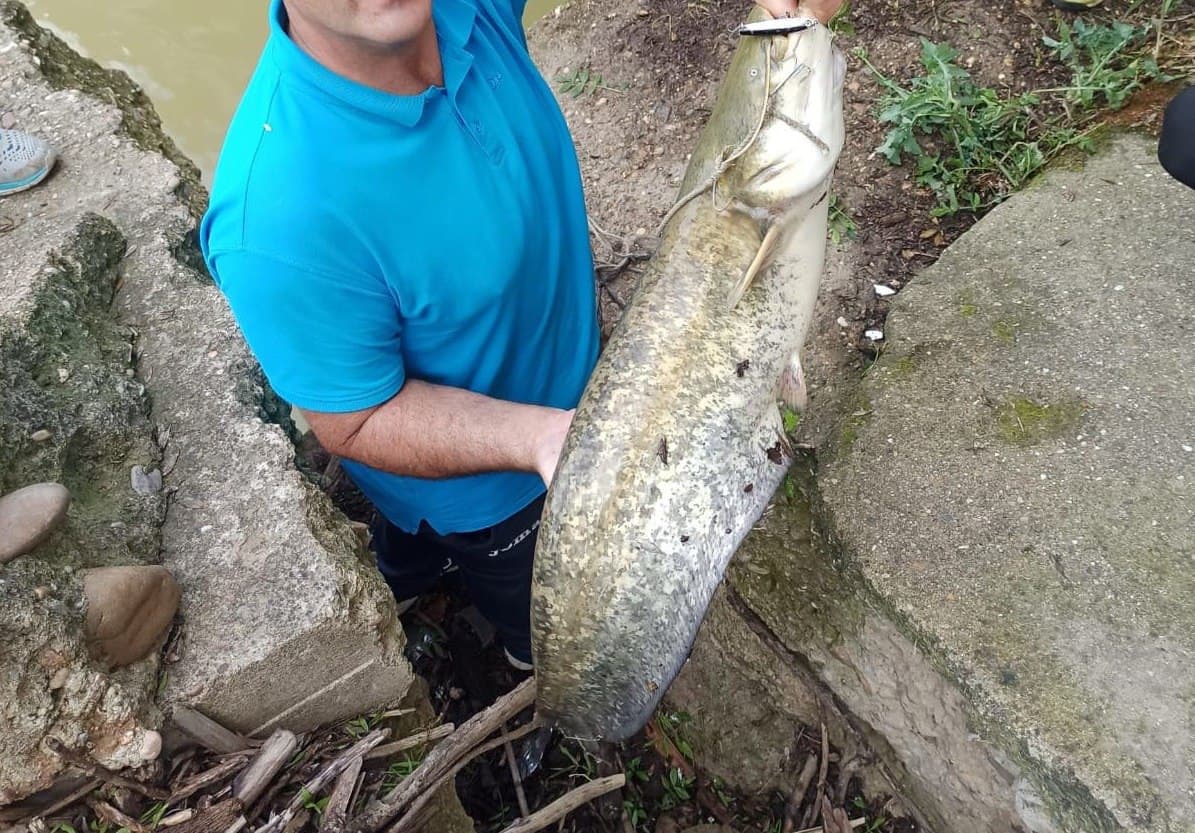 El siluro hallado, uno de los tres de los que ya se tiene constancia probada.