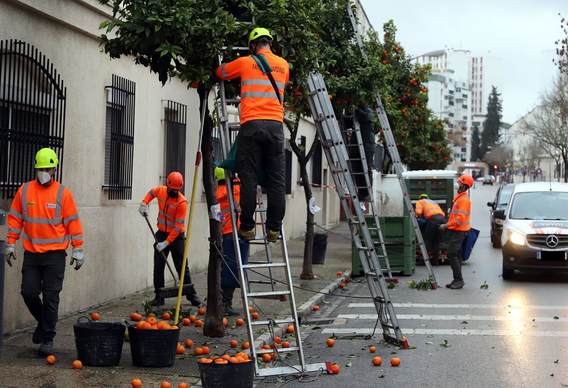 Más de 650.000 kilos de naranjas agrias jerezanas para mermeladas y cosméticos.