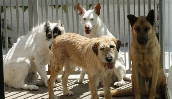 Varios perros juntos en una perrera, en imagen de archivo.