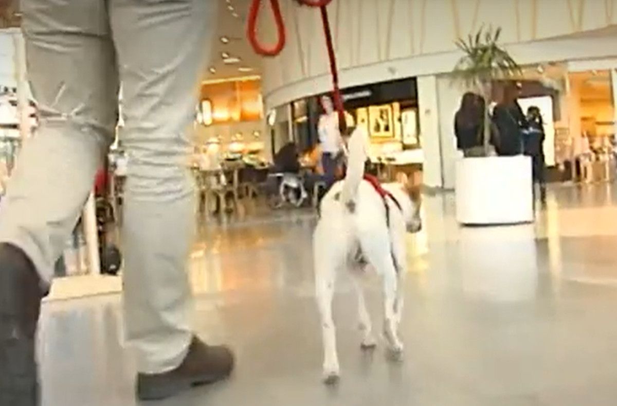 Un perro pasea por un centro comercial.  ANTENA3