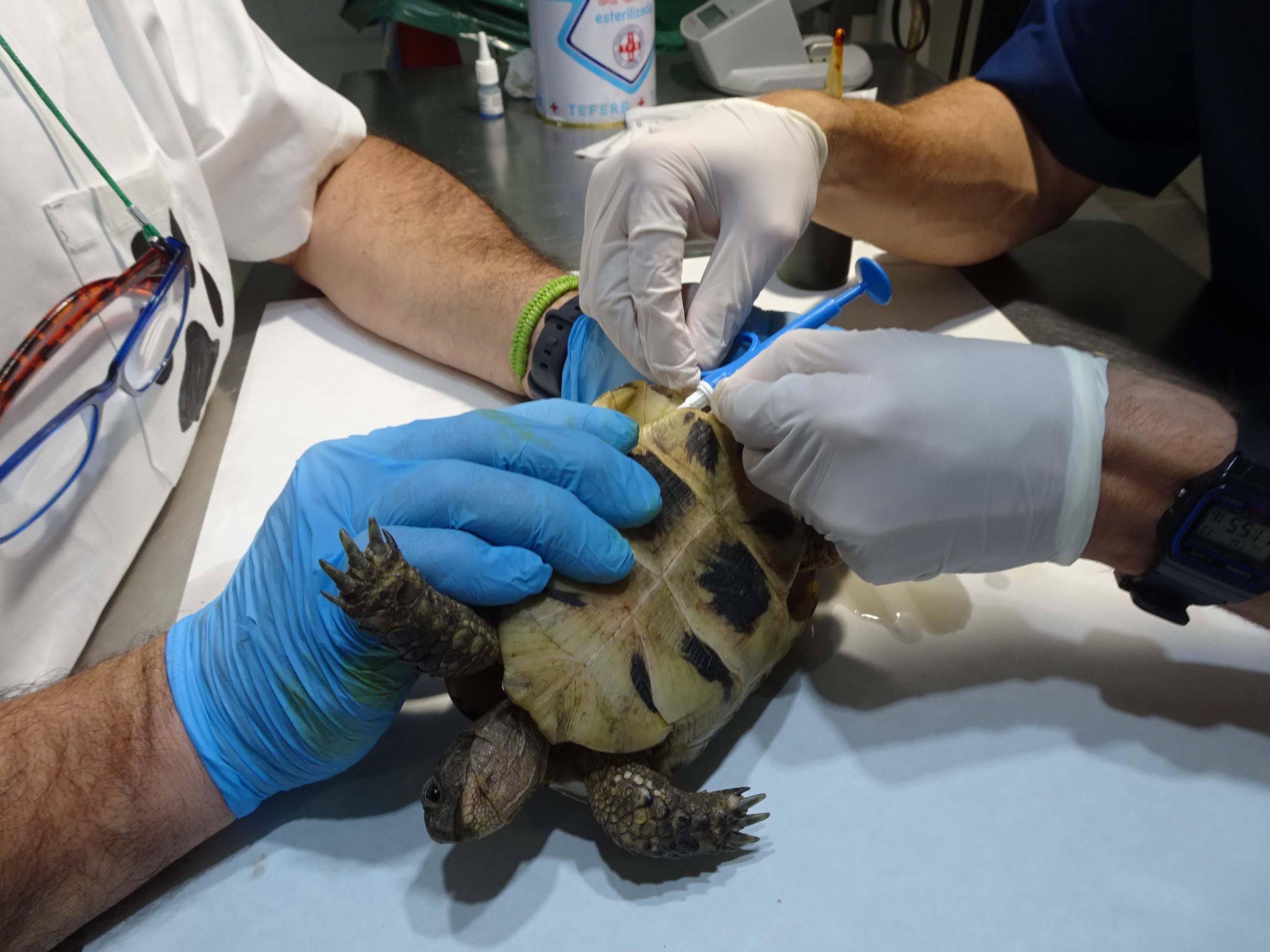 Personal del Zoobotánico, poniéndole el chip a una de las tortugas moras.