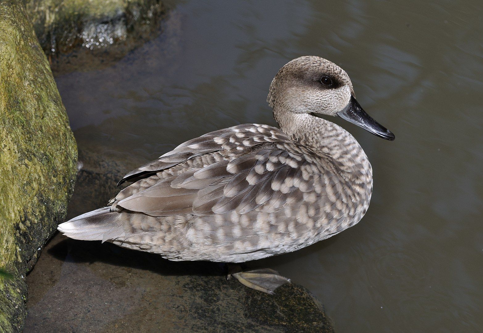 Una cerceta pardilla.