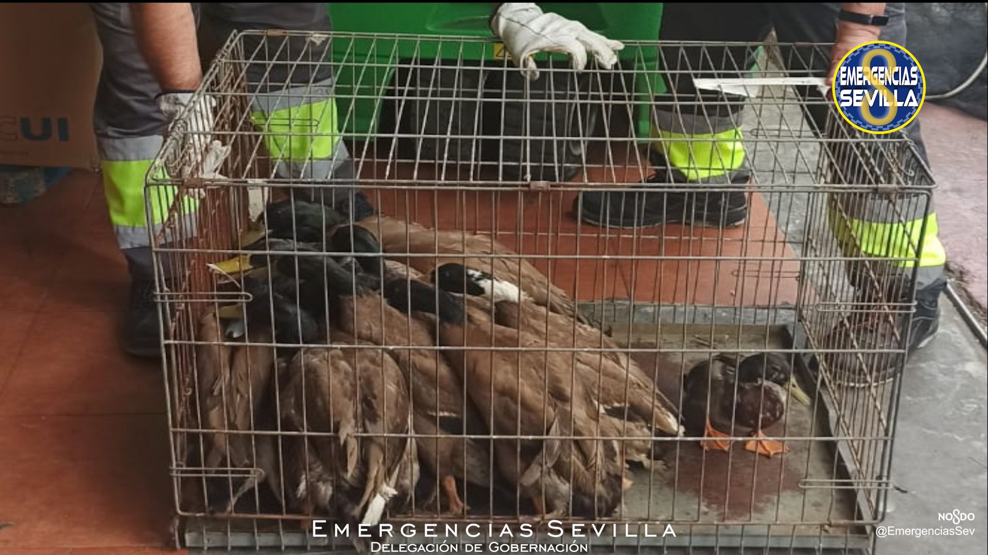 El restaurante chino de los horrores en Sevilla: la Policía Local halla 20 patos salvajes en situación insalubre. En la imagen, los animales enjaulados de forma insalubre. EMERGENCIAS SEVILLA
