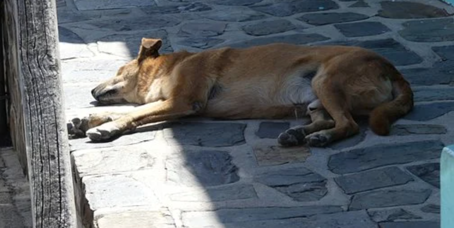 Un perro abandonado en la calle. Quienes quieran tener uno tendrán que hacer un curso gratuito, obligatorio y online.