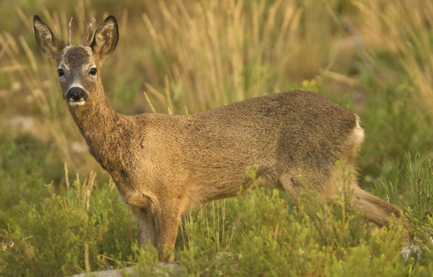 Un ejemplar de corzo morisco. ALFONSO ROLDÁN