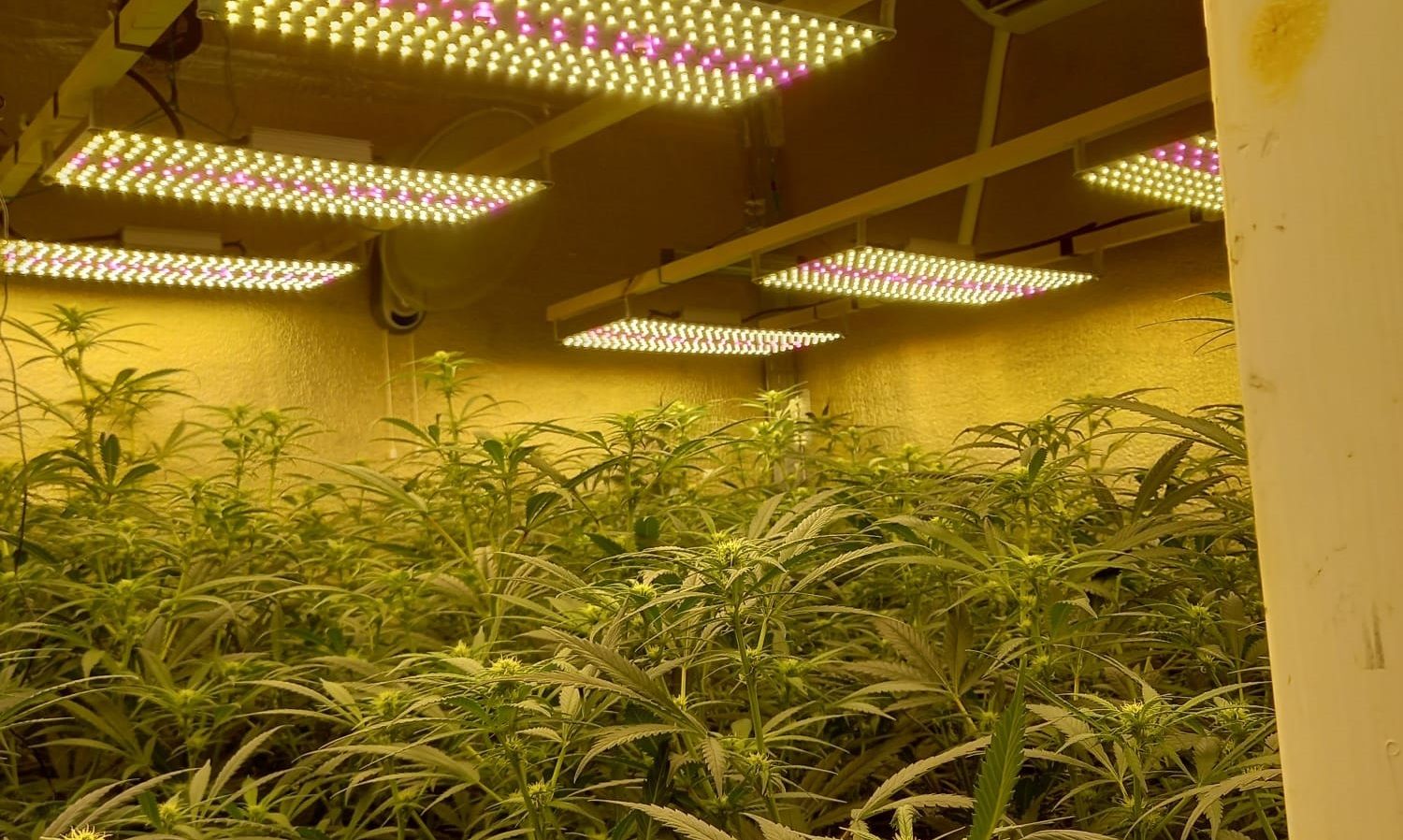 Plantación 'indoor' de marihuana en una zona de El Puerto en una imagen de archivo.