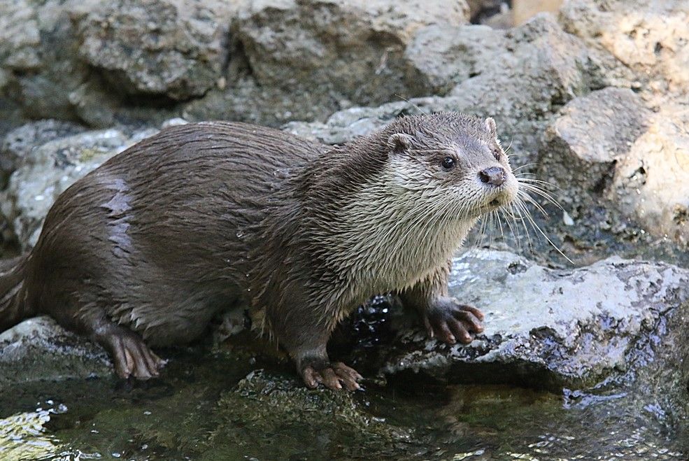 La nutria Sara, del Zoobotánico, recientemente fallecida.