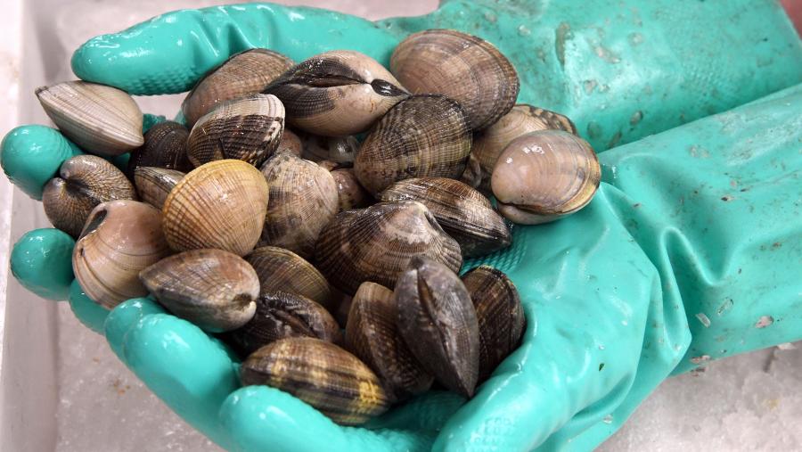 Investigadores españoles hallan coronavirus en las almejas. Investigadores españoles hallan coronavirus en las almejas.