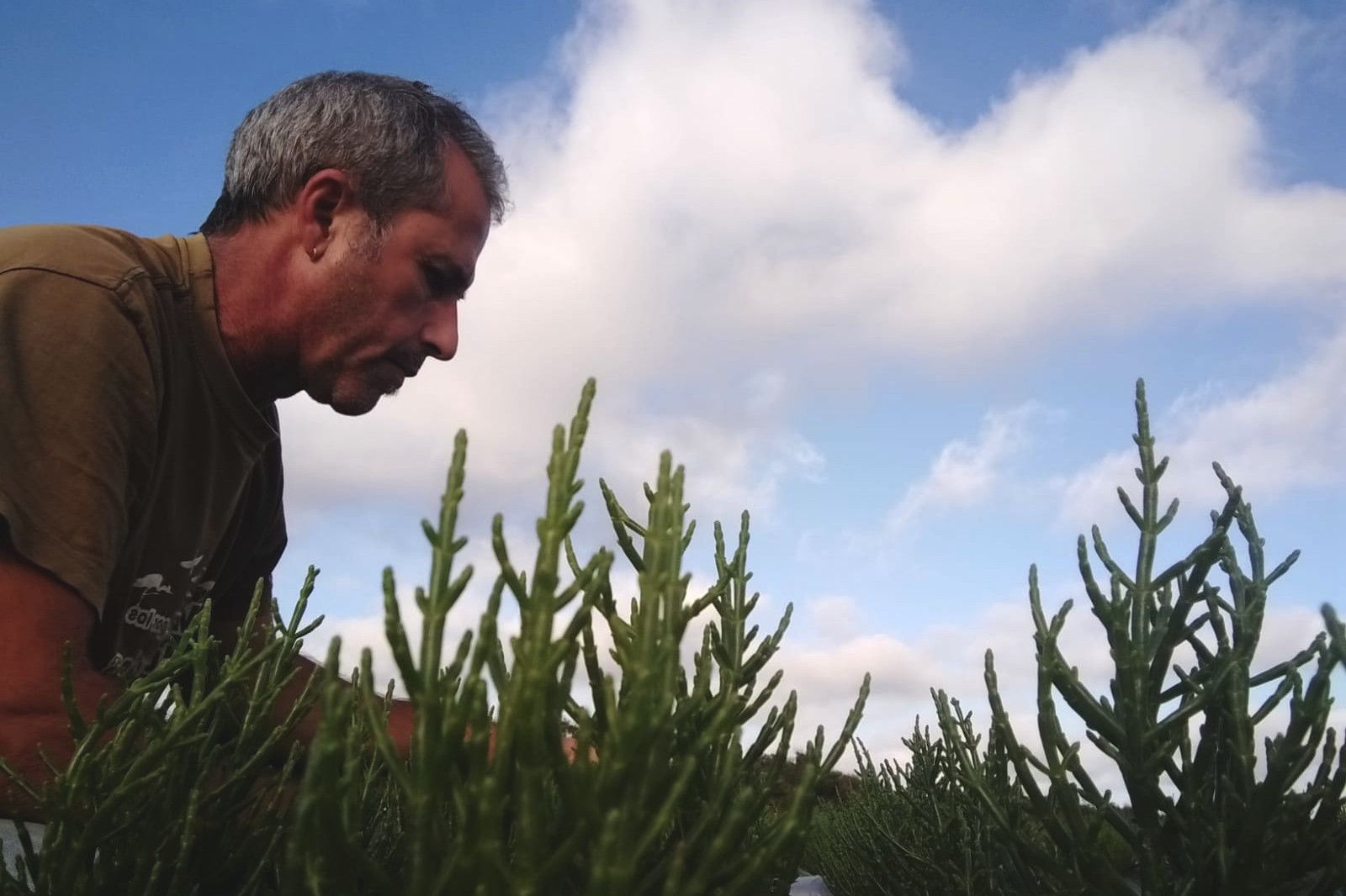 El onubense Manuel Díaz con la plantación de salicornia en la marisma de Isla Cristina.  CEDIDA