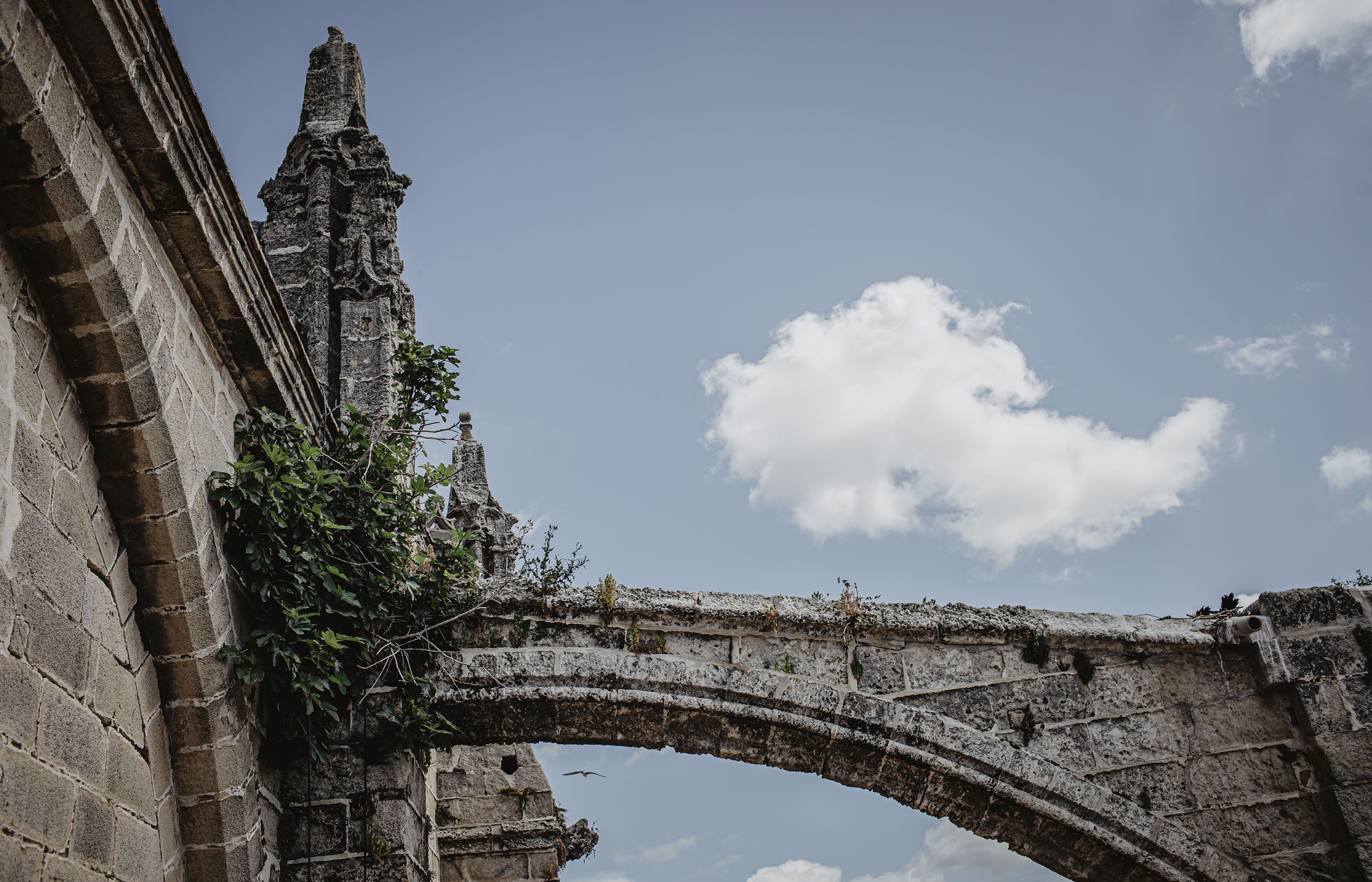 Una higuera que crece en los exteriores, de cuyas raíces no se conoce su profundidad. Una higuera que crece en los exteriores, de cuyas raíces no se conoce su profundidad.