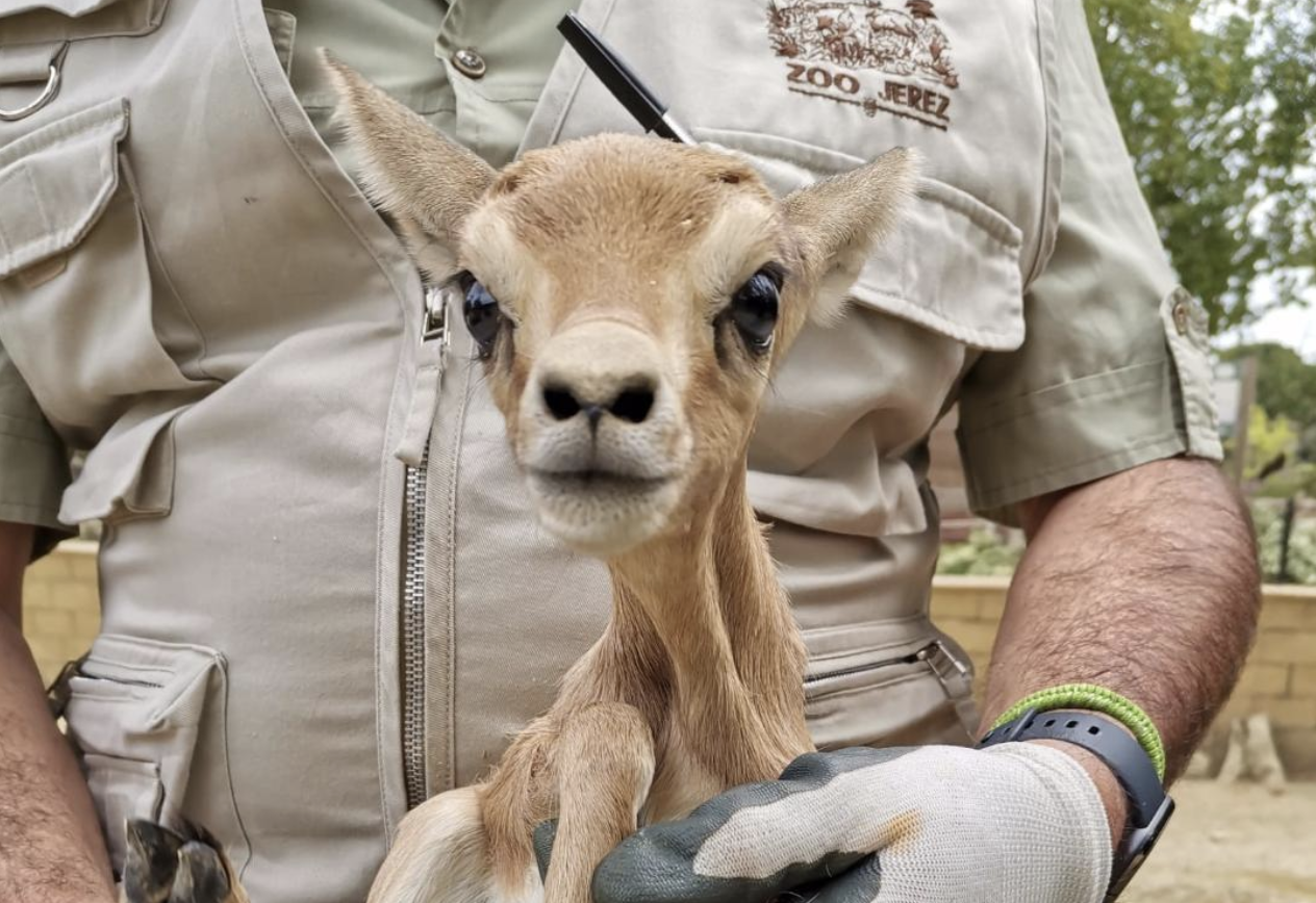 Nueva cría de gacela dorca, una de las últimas nuevas residentes del Zoo de Jerez.