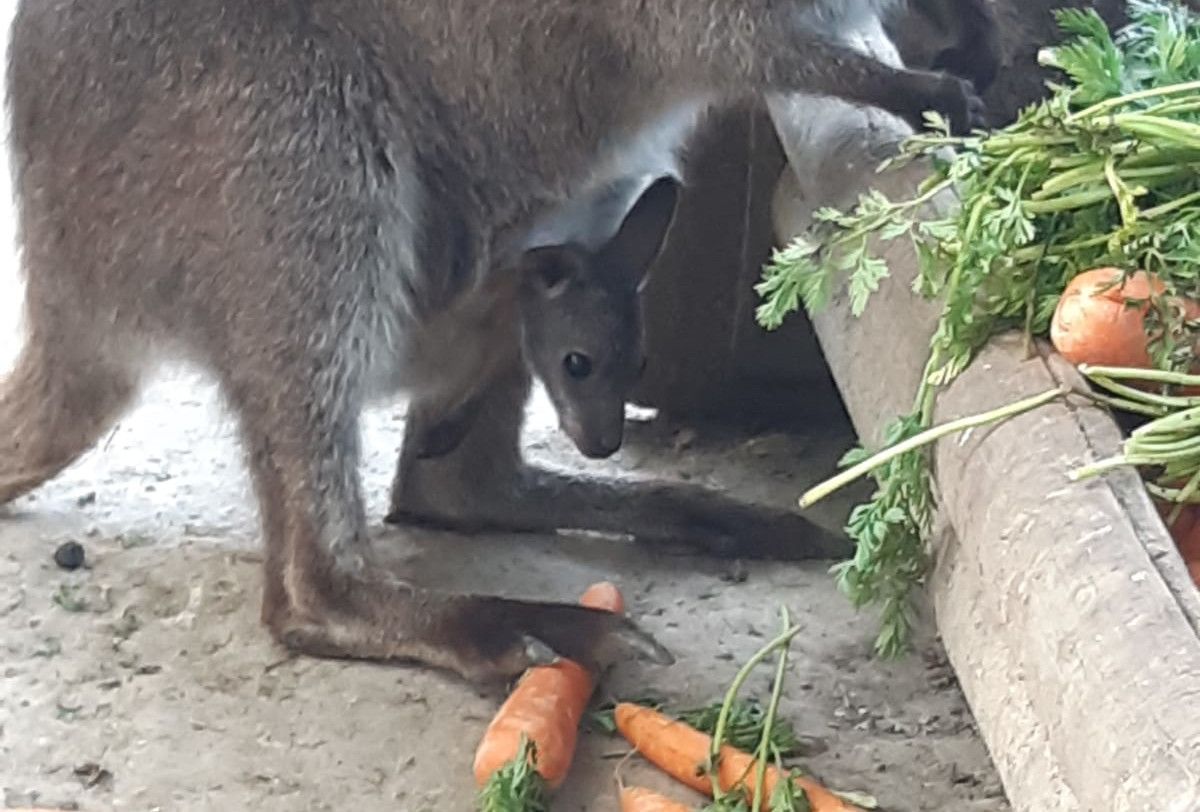 Cría de canguro de Bennet, la única especie de mamífero marsupial en el Zoo de Jerez.