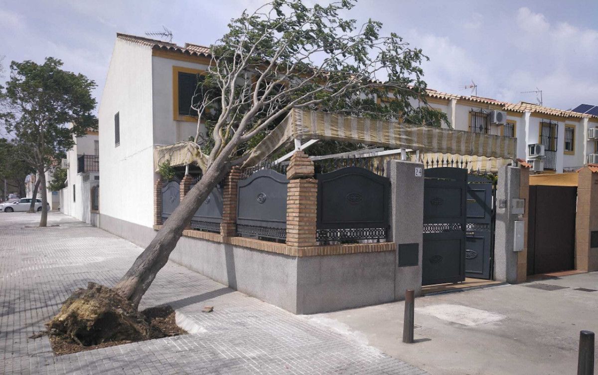 Árbol caído en la calle Roque Nublo.