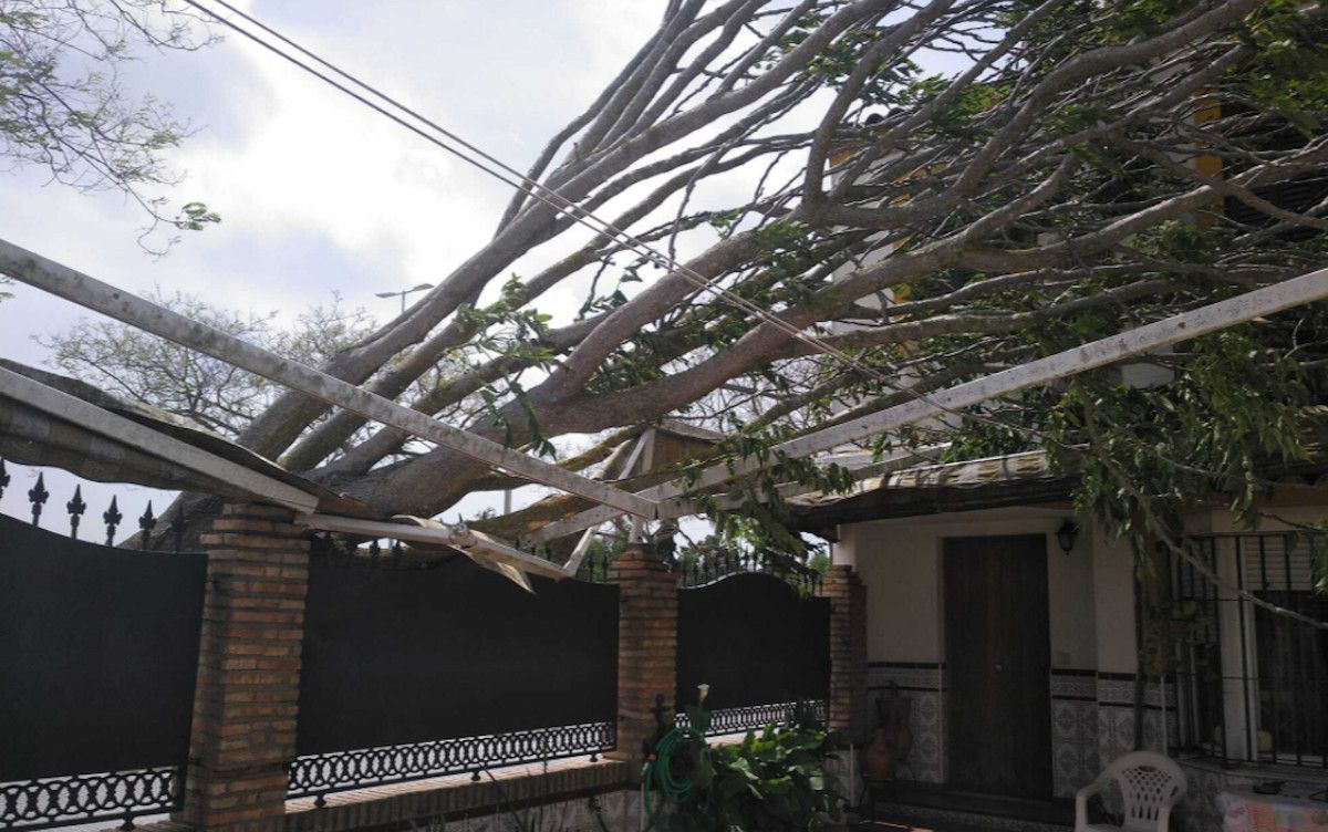 Árbol caído en la calle No