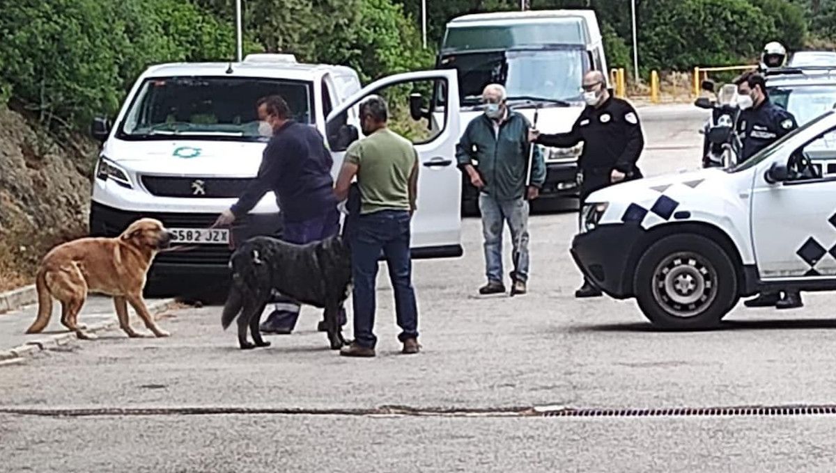 La Policía traslada a los perros al servicio de recogida de animales.