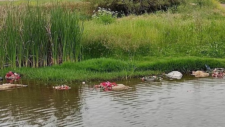 Corderos sacrificados cerca de Cantillana.