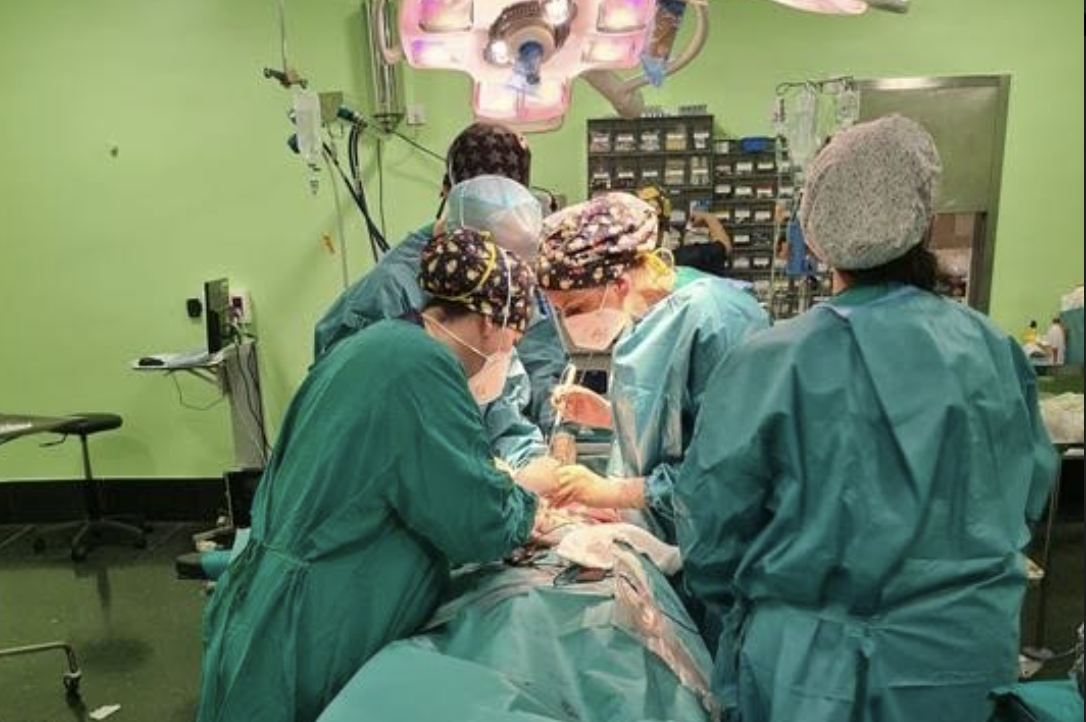 Videoendoscopia miniinvasiva e infrarrojos en el Hospital de Jerez .