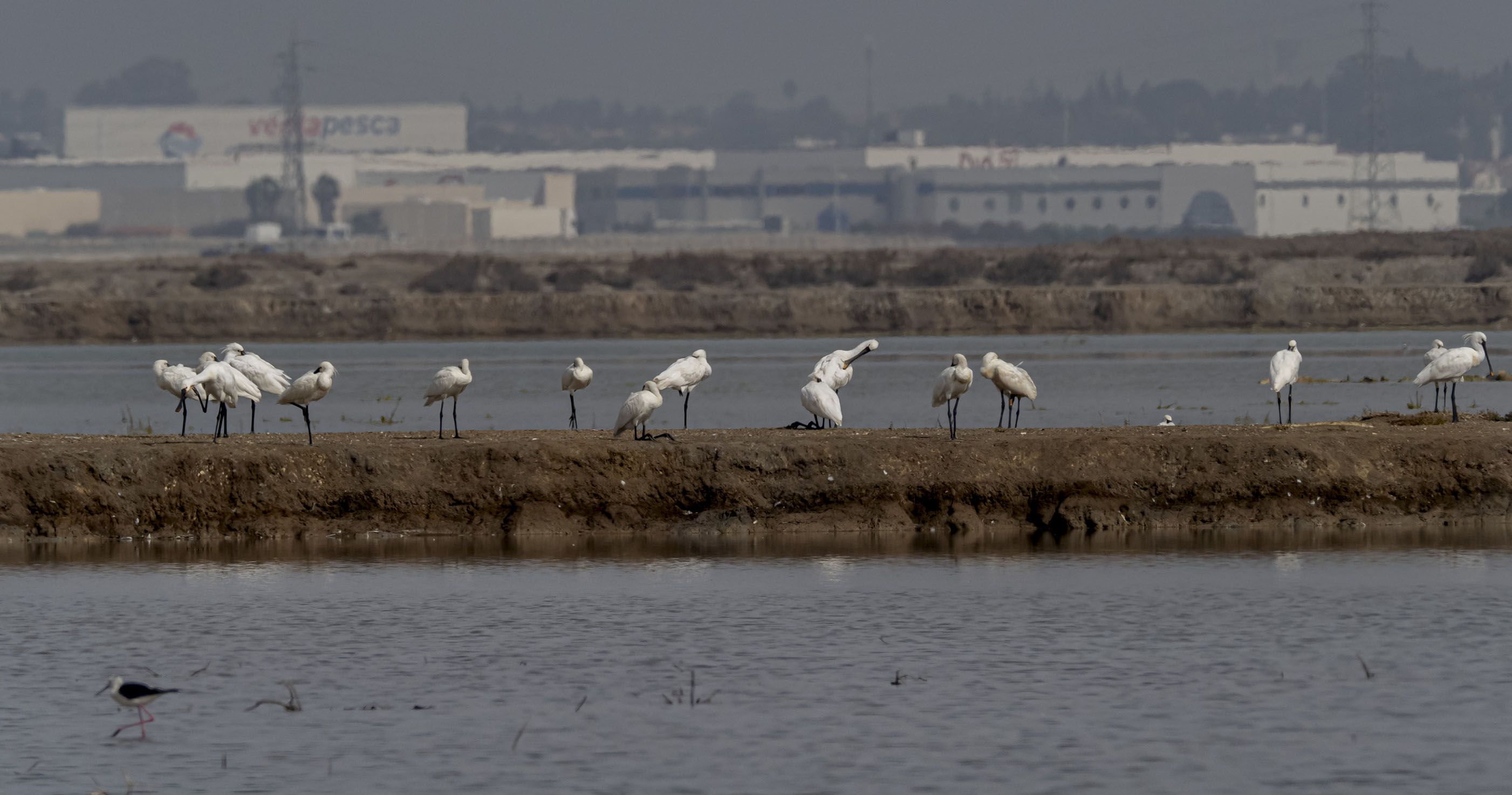Espátulas en la salina Santa María, dentro del Parque Natural Bahía de Cádiz.